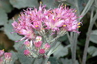 Adenostyles leucophylla